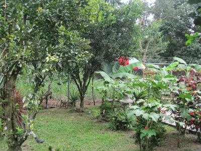 a garden with a bunch of plants and trees at Chalet Villa Vilma in San Mateo