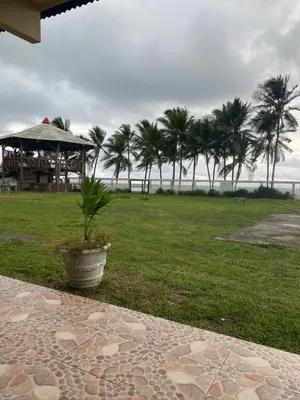 a plant in a pot in a field with palm trees at Gallina E Palo Beachfront Hotel in Jacó