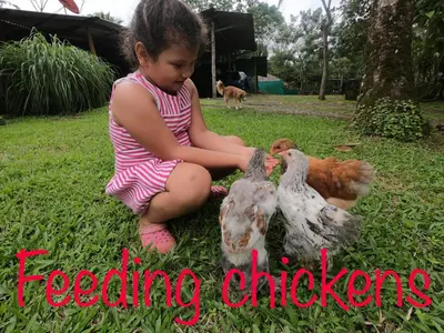 a little girl sitting on the grass feeding chickens at Eco Guest House - Sarapiquí 1 in Sarapiquí