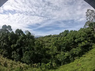 a view of a forest of trees under a bridge at Eco Guest House - Sarapiquí 1 in Sarapiquí