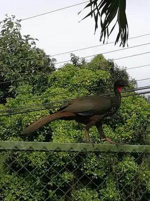 a bird walking on top of a fence at Hospedaje Las Orquídeas in Venecia
