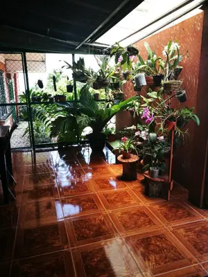 a room with a bunch of potted plants on the floor at Hospedaje Las Orquídeas in Venecia