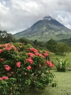 a mountain with a bunch of flowers in a field at Arenal Roca Suites in Fortuna