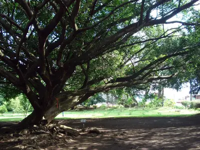 a large tree in the middle of a park at Hotel Aeropuerto in Alajuela City
