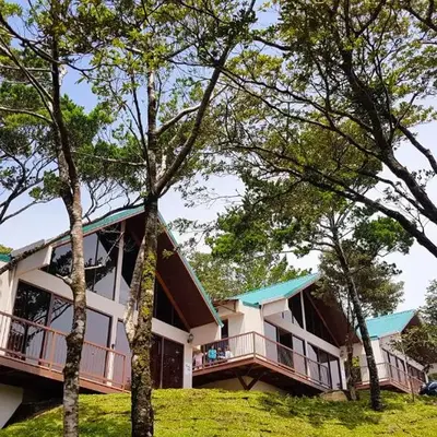 Green Forest Rustic Houses