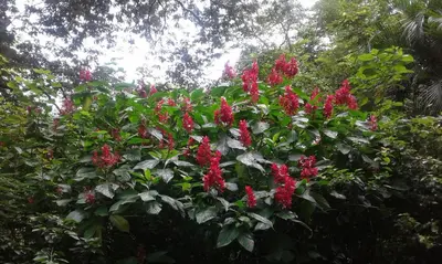 a bunch of red flowers on a tree at El nido rojo in Sámara