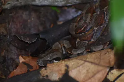 a snake is sitting on a leaf at Chinitas Eco Lodge in Tortuguero