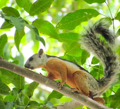 a squirrel sitting on top of a tree branch at Cabinas Coco Alegre in Coco