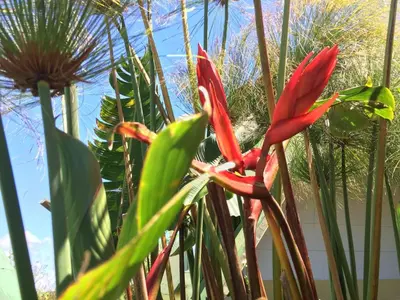 a red flower in the middle of some plants at Hortensias Chalets Vara blanca in Heredia