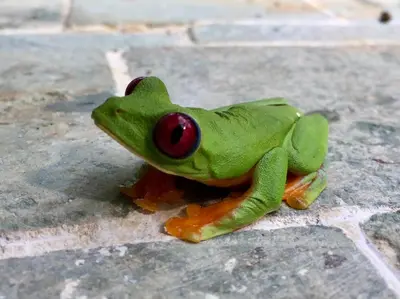 a frog with red eyes sitting on the ground at Rancho Pacifico - Boutique Hotel for Adults in Uvita