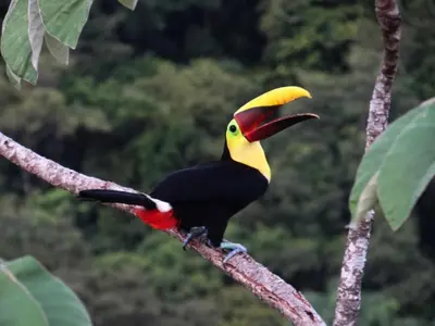 a toucan sitting on a tree branch at Gaia Hotel & Reserve- Adults Only in Manuel Antonio