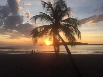 a palm tree on a beach with the sunset at Ruiselares in Puntarenas