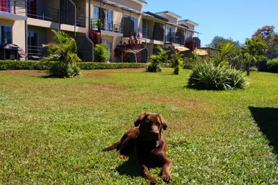 a brown dog laying in the grass in the yard at Apartamentos La Alborada Airport SJO in Alajuela City