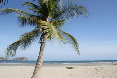 a palm tree on a sandy beach near the ocean at Hotel Giada in Sámara