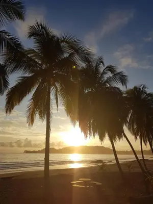 a group of palm trees on a beach with the sunset at Hotel Giada in Sámara