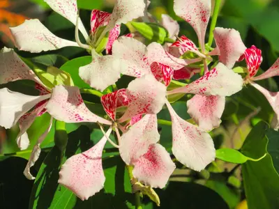 a group of white and red flowers on a tree at Hospedaje Combi dream bird in Guanacaste
