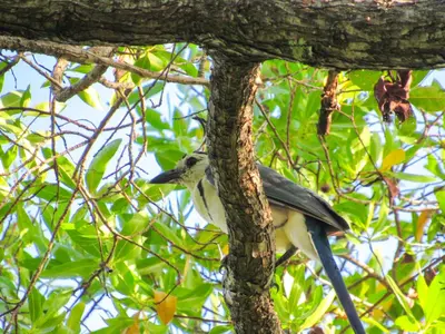 a bird perched on the branch of a tree at Hospedaje Combi dream bird in Guanacaste