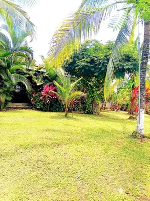 a green yard with palm trees and grass at Villa Guarias in Puntarenas