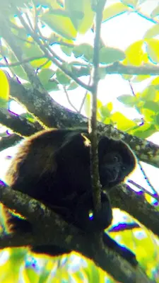 a cat is sitting in a tree at Nature house in Monteverde Costa Rica