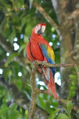 a colorful bird sitting on a tree branch at Finca Dos Calaveras in Ángeles
