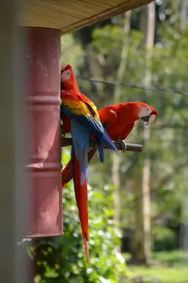 two colorful birds perched on a bird feeder at Finca Dos Calaveras in Ángeles