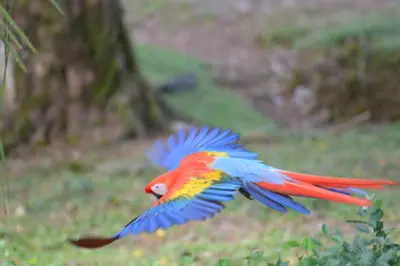 a colorful parrot flying in the air at Finca Dos Calaveras in Ángeles