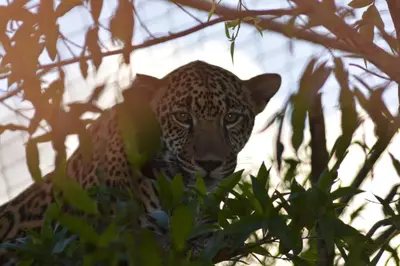 a leopard sitting in a tree looking at the camera at Finca Dos Calaveras in Ángeles