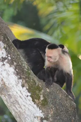 a monkey sitting on the side of a tree at Finca Dos Calaveras in Ángeles