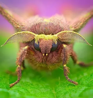 a close up of a honeybee on a plant at Villa Blanca Cloud Forest Hotel & Retreat in San Ramón