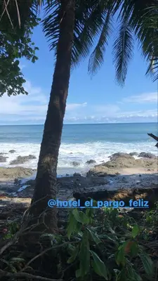 a beach with a palm tree and the ocean at El Pargo Feliz in Montezuma