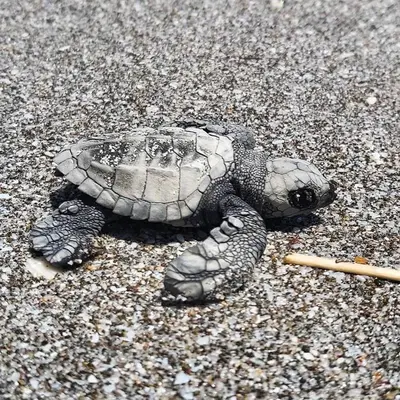a turtle on the ground with a cigarette at El Pargo Feliz in Montezuma
