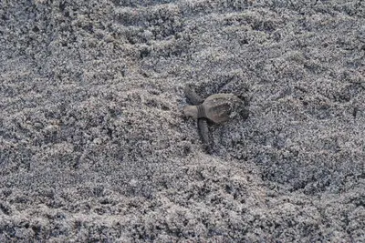 a turtle is laying in the sand at El Pargo Feliz in Montezuma