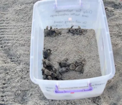 a plastic container filled with shells in the sand at El Pargo Feliz in Montezuma