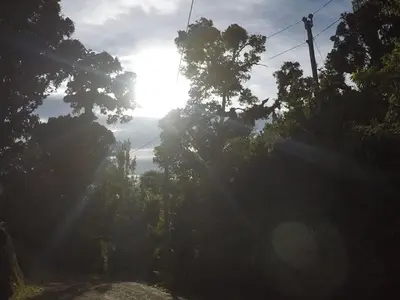 a sun shining through trees on a dirt road at Cabaña de montaña La Magnolia, Cerro de la Muerte De La Cañuela Cloud Forest in Tres de Junio