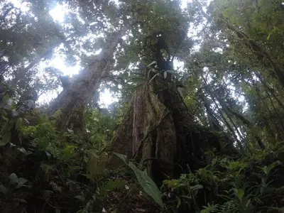 a large tree in the middle of a forest at Cabaña de montaña La Magnolia, Cerro de la Muerte De La Cañuela Cloud Forest in Tres de Junio
