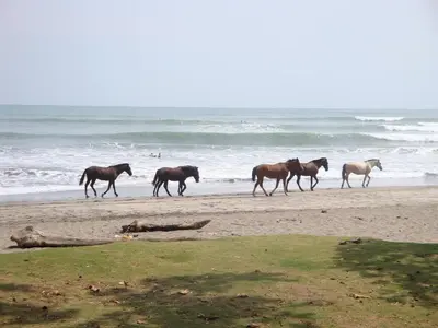 a group of horses walking on the beach at La Dolce Vita in Esterillos