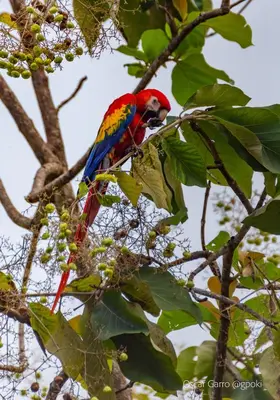 a colorful bird perched on top of a tree branch at Uvita Paradise in Uvita