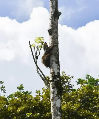 a bear climbing up the top of a tree at Arboledas house by the River,Forest and Gardens in San Francisco