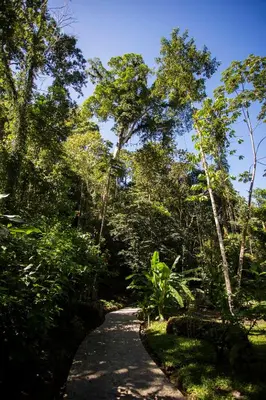 a path in the middle of a forest with trees at Pacuare Lodge by Böëna in Bajo Tigre
