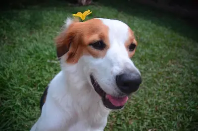 a brown and white dog with a yellow bow on its head at Casa Mariana in Alajuela City