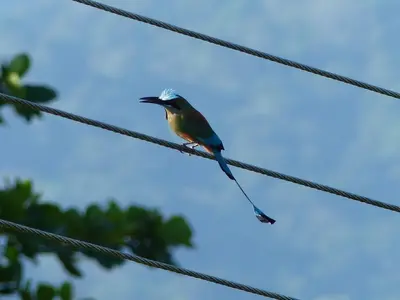a bird is sitting on a wire at Cabinas Maritza in Quebrada Ganado