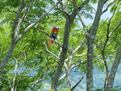 a colorful bird perched on top of a tree at Cabinas Maritza in Quebrada Ganado