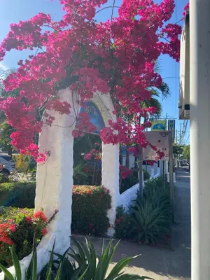 a tree with pink flowers in front of a building at Samara Beach Hotel in Sámara