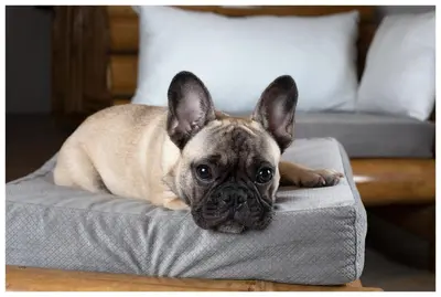 a small dog laying on top of a bed at Hotel Plaza Yara in Manuel Antonio