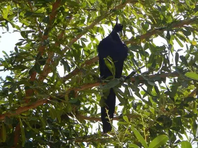 a black bird sitting on a tree branch at Plumita Pacifica in Playa Junquillal