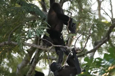 a monkey is sitting on a tree branch at Plumita Pacifica in Playa Junquillal