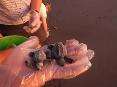 a person holding a group of turtles in a plastic bag at Plumita Pacifica in Playa Junquillal