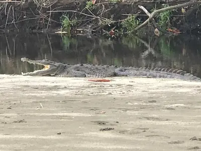 a crocodile is laying in the water at Plumita Pacifica in Playa Junquillal