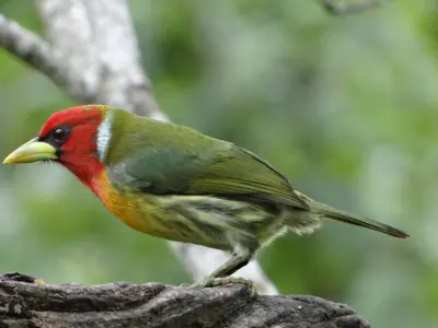 a colorful bird standing on a tree branch at Hotel Uran in Rivas