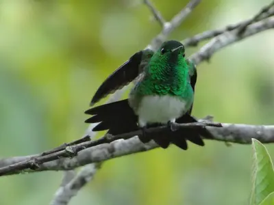 a green bird sitting on a tree branch at Hotel Uran in Rivas